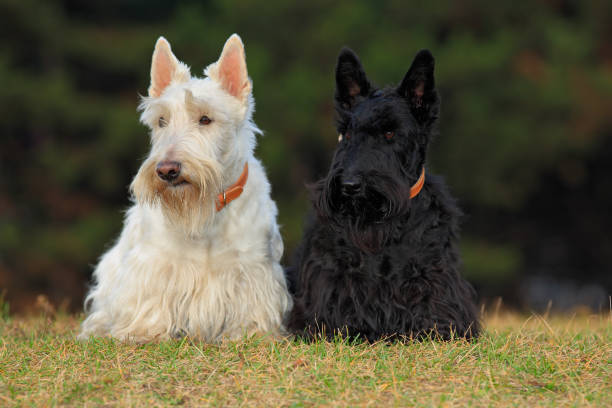 Pair of black and white (wheaten) scottish terrier, sitting on green grass lawn stock photo