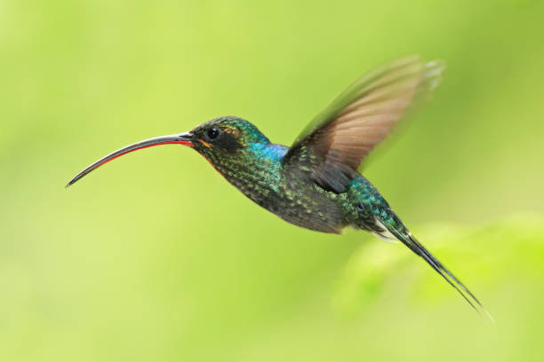 istock Hummingbird with long beak, Green Hermit, Phaethornis guy, clear light green background, Costa Rica 1254050676