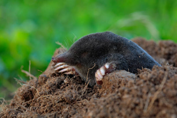 istock Mole, Talpa europaea, crawling out of brown molehill, green grass at backgrond 1254050722