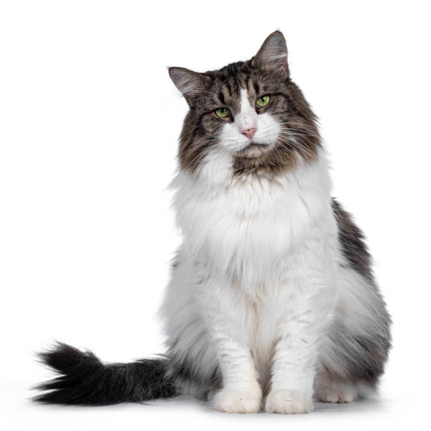 istock Senior Norwegian Forestcat on white background 1254050752