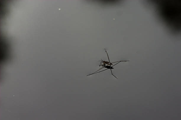 wasser-skimmer-käfer auf der wasseroberfläche - mosquito netting stock-fotos und bilder