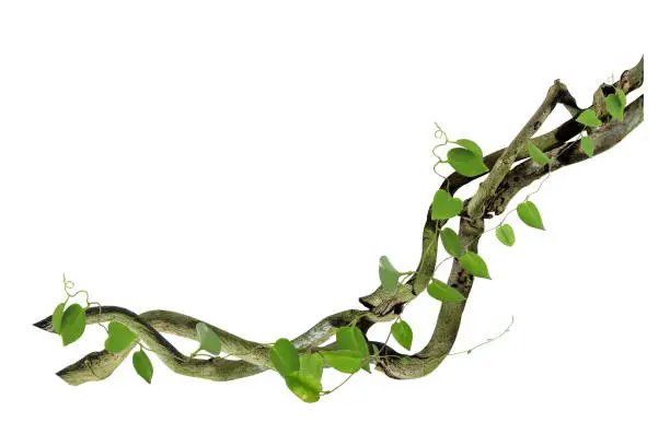 circular vine at the roots. Bush grape or three-leaved wild vine cayratia (Cayratia trifolia) liana ivy plant bush, nature frame jungle border, isolated on white background with clipping path included. Floral Desaign. HD Image and Large Resolution. can be used as wallpaper, real zise