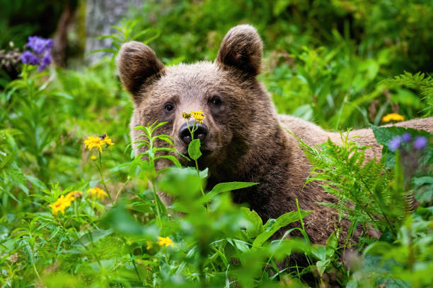 istock Curious brown bear staring in the summer greenery. 1254053844