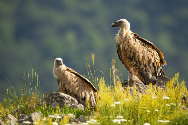 istock Two griffon vultures resting on rock on edge of mountain peak 1254053904
