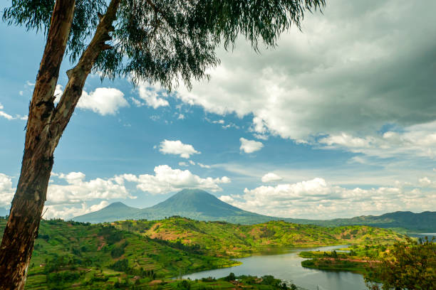 Landscape of the Virunga Mountains in Rwanda View into the mountain range of the Virunga Volcanoes, a line of 8 volcanoes in the area of the border-triangle between Rwanda, Uganda and the DR Congo. 

Left: Mount Muhabura (4127m)
Right: Mount Gahinga (3474 m)
The lake in the right part of the picture is Lake Ruhonda.

The Virunga Volcanoes are home of the critically endangered mountain gorilla (gorilla beringei beringei), listed on the IUCN Red List of Endangered Species due to habitat loss, poaching, disease, and war. rwanda photos stock pictures, royalty-free photos & images
