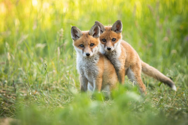 istock Red fox cubs playing on green grass and looking into camera in summer nature 1254054067