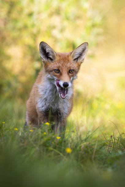 istock Adult red fox standing in shadow and licking open mouth with white teeth 1254054331