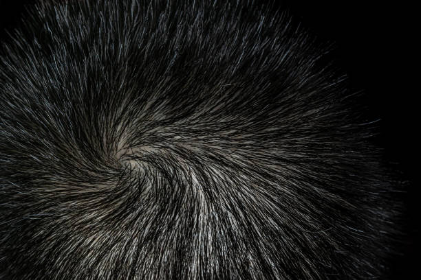 The texture of the hair on the human head. Macro. The crown of the head of a man with beautiful hair twisted into a spiral. stock photo