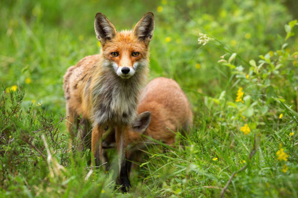 istock Alert red fox facing camera with her cub feeding in summer nature 1254054610