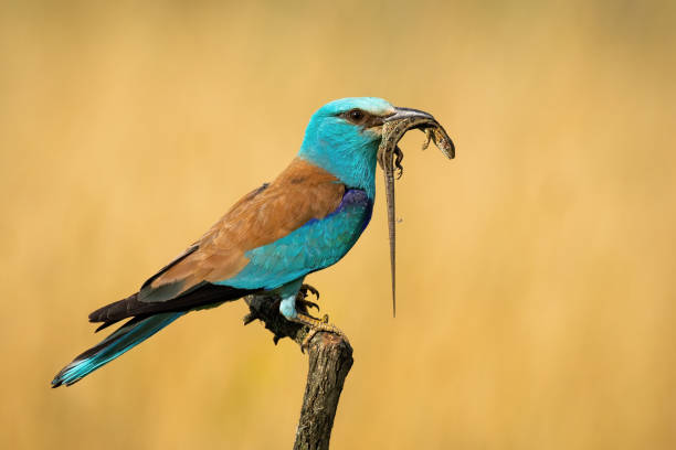istock european roller siting still with reptile in beak from side view 1254055144