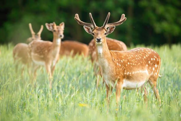 istock Group of fallow deer stags standing on meadow in the summer. 1254055355