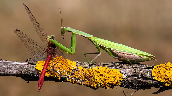 A Coreidae, Catorhintha walk on a stalk while waiting for prey.