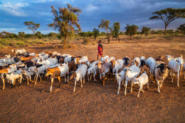 Young boy from Masai tribe coming back home with goats, Kenya, Africa. Maasai tribe inhabiting southern Kenya and northern Tanzania, and they are related to the Samburu.
