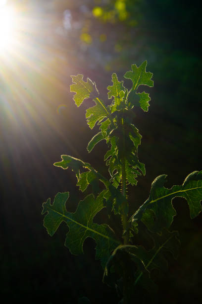 istock backlight summer garden green plant 1254055593