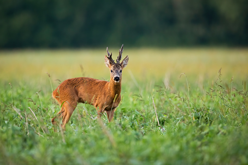 Roe deer, capreolus capreolus, buck with large antlers standing on a field and observing. Strong roebuck watching in summer countryside with copy space form profile.