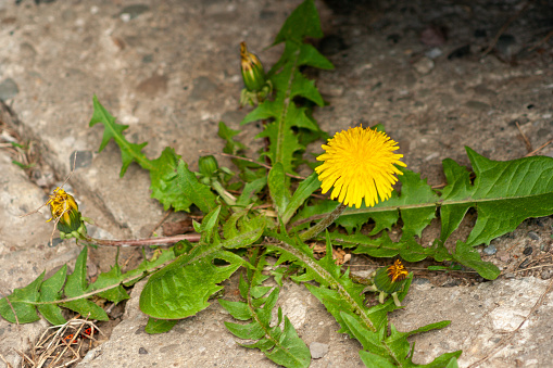 Closeup of a bright yellow blooming Sow Thistle (Sonchus oleraceus) on green grass background