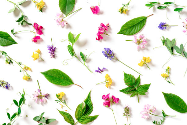 Pattern of colorful wild flowers on a white background top view.