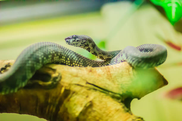 istock The Shore pit viper, Mangrove pit viper, or Mangrove viper (Trimeresurus purpureomaculatus) is venomous snake that is highly toxic when approaching, shaking its tail, threatening and biting quickly. 1254058488