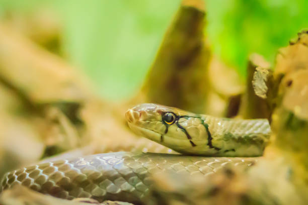 istock Cute copperhead racer snake, also known as radiated ratsnake, copperhead rat snake or copper-headed trinket snake is a nonvenomous species of colubrid snake. 1254058662