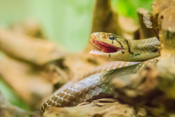 istock Cute copperhead racer snake, also known as radiated ratsnake, copperhead rat snake or copper-headed trinket snake is a nonvenomous species of colubrid snake. 1254058741