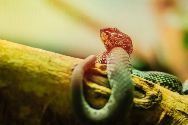 istock The Shore pit viper, Mangrove pit viper, or Mangrove viper (Trimeresurus purpureomaculatus) is venomous snake that is highly toxic when approaching, shaking its tail, threatening and biting quickly. 1254058880