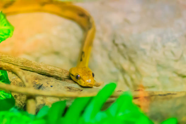 Boiga cynodon, commonly known as the dog-toothed cat snake, is a nocturnal species of rear-fanged colubrid snake endemic to Asia. Boiga cynodon, commonly known as the dog-toothed cat snake, is a nocturnal species of rear-fanged colubrid snake endemic to Asia. fanged stock pictures, royalty-free photos & images