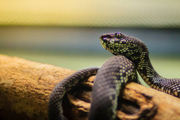istock The Shore pit viper, Mangrove pit viper, or Mangrove viper (Trimeresurus purpureomaculatus) is venomous snake that is highly toxic when approaching, shaking its tail, threatening and biting quickly. 1254059902