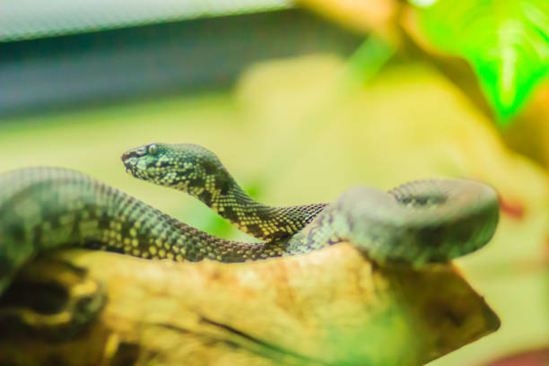 istock The Shore pit viper, Mangrove pit viper, or Mangrove viper (Trimeresurus purpureomaculatus) is venomous snake that is highly toxic when approaching, shaking its tail, threatening and biting quickly. 1254059937