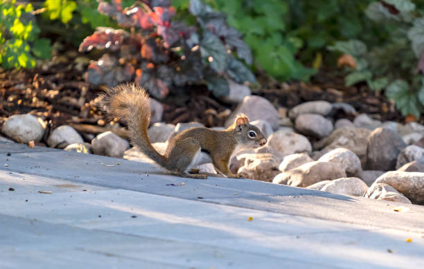 istock A Red Squirrel Searching for Food in River Rocks 1254060227