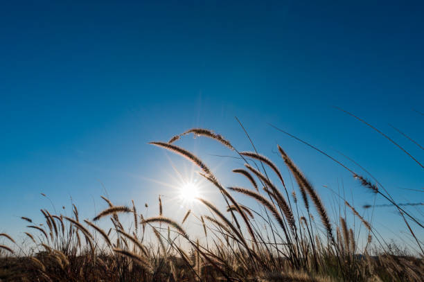 Tropical grass with blue sky and sun stock photo