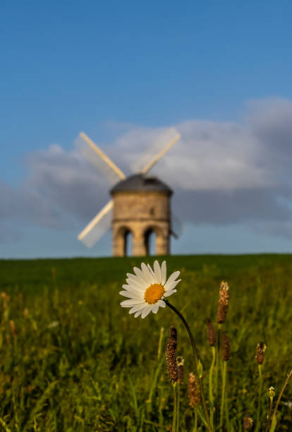 Daisy Chesterton Windmill chesterton photos stock pictures, royalty-free photos & images