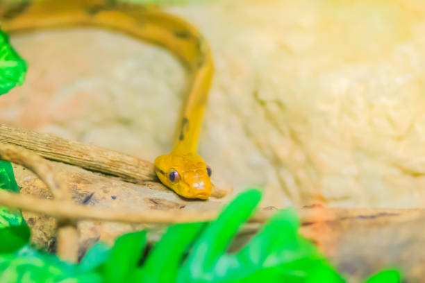 Boiga cynodon, commonly known as the dog-toothed cat snake, is a nocturnal species of rear-fanged colubrid snake endemic to Asia. Boiga cynodon, commonly known as the dog-toothed cat snake, is a nocturnal species of rear-fanged colubrid snake endemic to Asia. fanged stock pictures, royalty-free photos & images