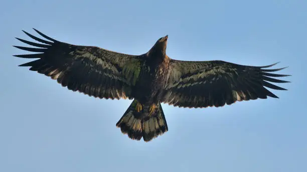 Photo of Immature bald eagle with spread wings