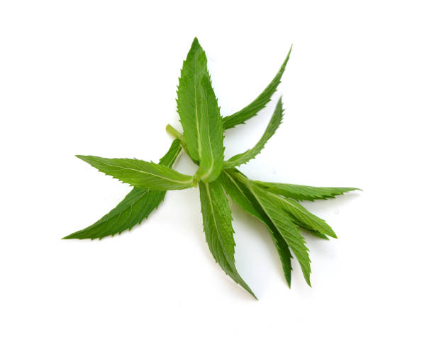 istock Fresh mint leaves isolated on white background. 1254063286
