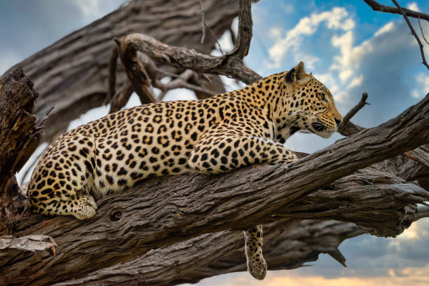 istock Leopard in wildlife, Okavango Delta, Botswana, Africa 1254063407