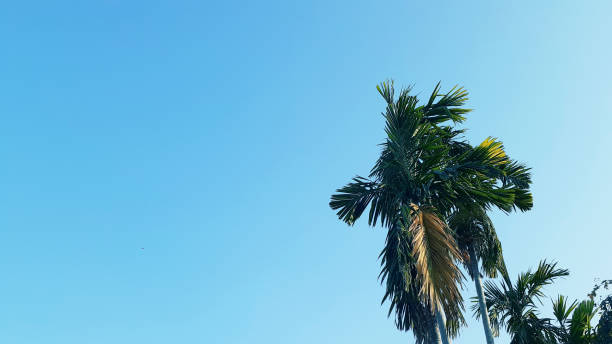 istock Betel trees and beautiful bright sky 1254065071
