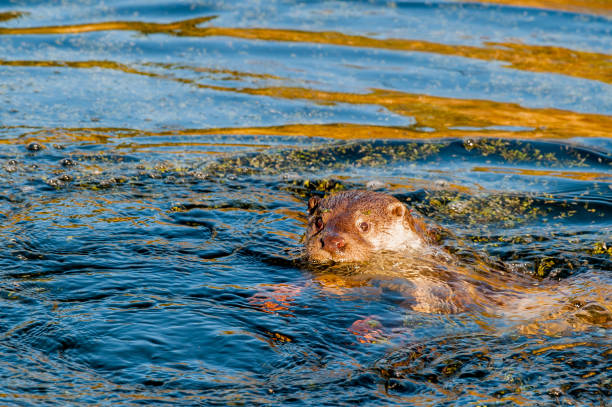 istock Otter swimming in evening light 1254065466