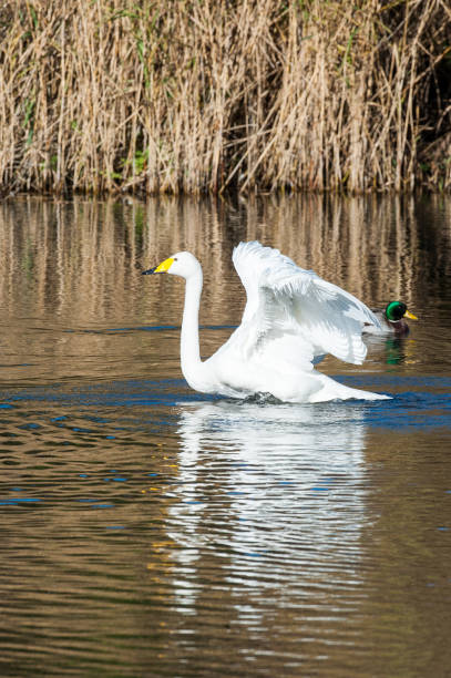 istock Whooper swan stretching its wings 1254065512