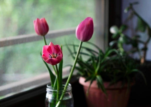 Pink tulips and housplants on windowsill.