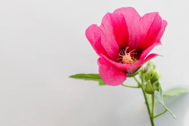 A pink hollyhock, a rose mallow