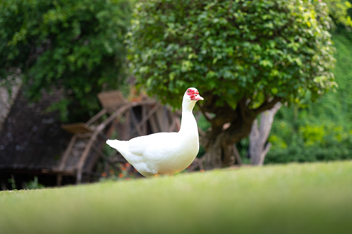 A giant white duck or goose is freedom running on garden field. Animal portrait and eye focus photo.