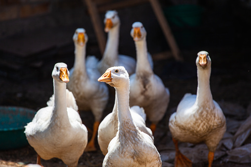 White domestic geese walking forward and watching to camera. Concept of raising healthy geese for the backyard farm