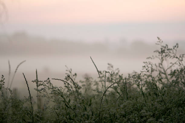 istock Willow in the meadow on a misty autumn morning. 1254070728