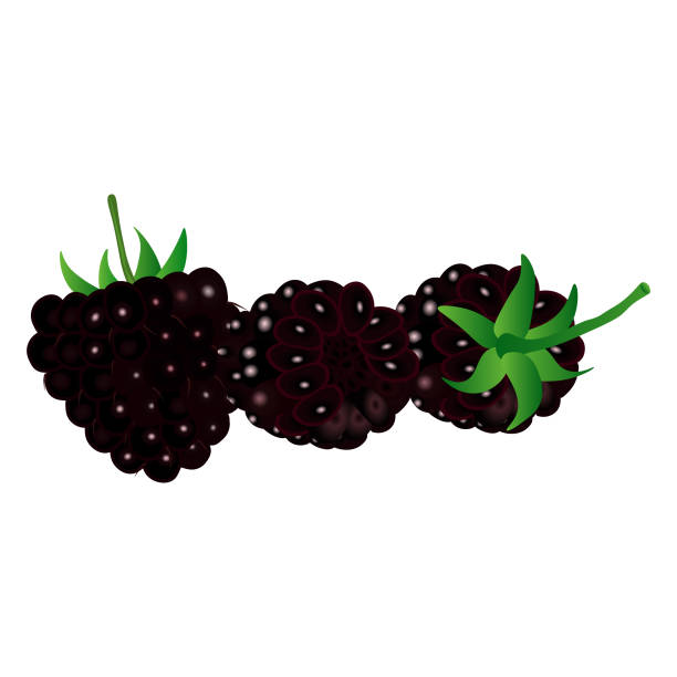 白い背景に葉を持つ熟したブラックベリー。ベクターの図。 - currant berry fruit black vector点のイラスト素材／クリップアート素材／マンガ素材／アイコン素材