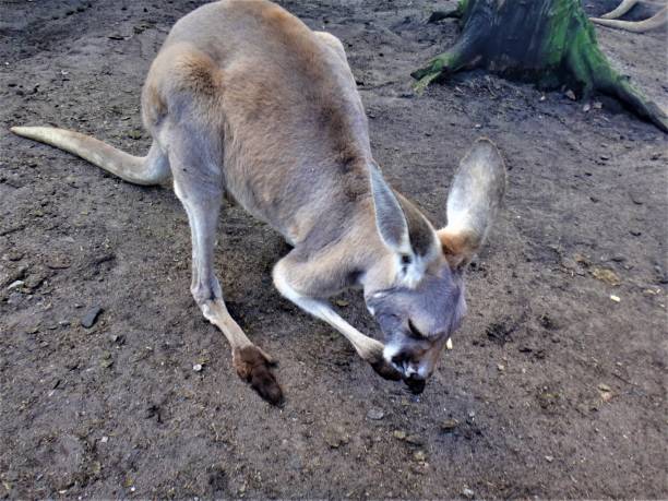 istock Cute kangaroo photo in Caversham Wildlife Park 1254071330