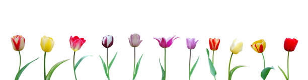 istock Collection colorful tulips on white 1254072284