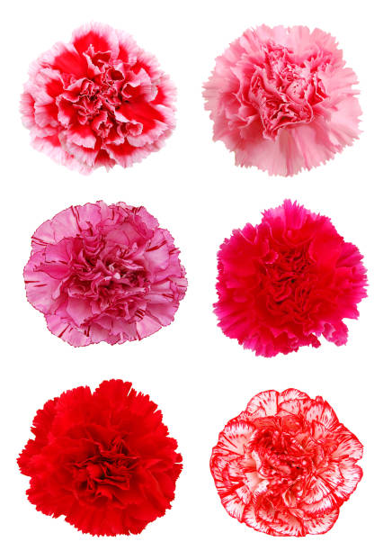 istock A set of carnation flowers on white 1254072307