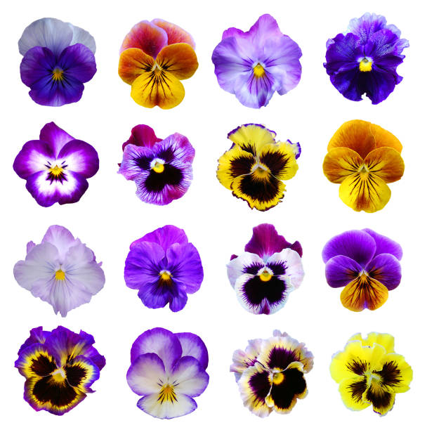 istock pansy flowers over white background 1254072491