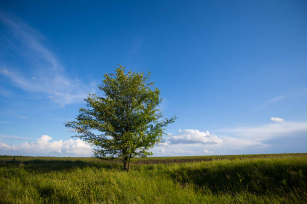 istock alone  tree among the green rural fields, outdoor countryside scene 1254072622