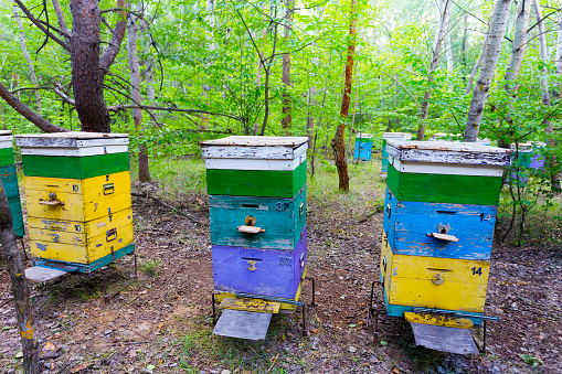 apiary with beehive in a forest, agricultural countryside scene